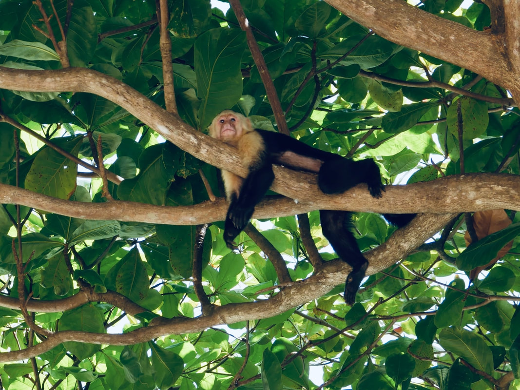 Costa Rican capuchin monkey resting on a tree branch in Guanacaste Region.