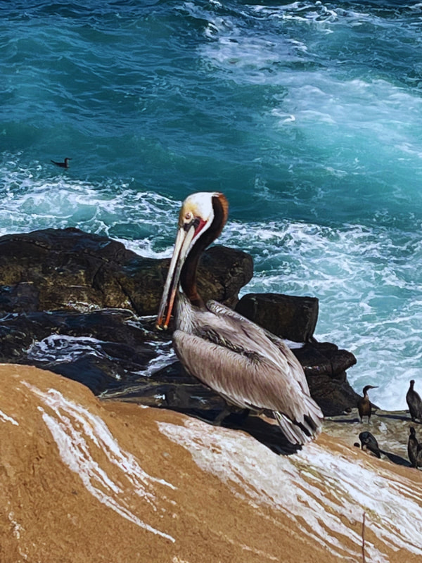 Pelican on Cliffs of La Jolla Cove