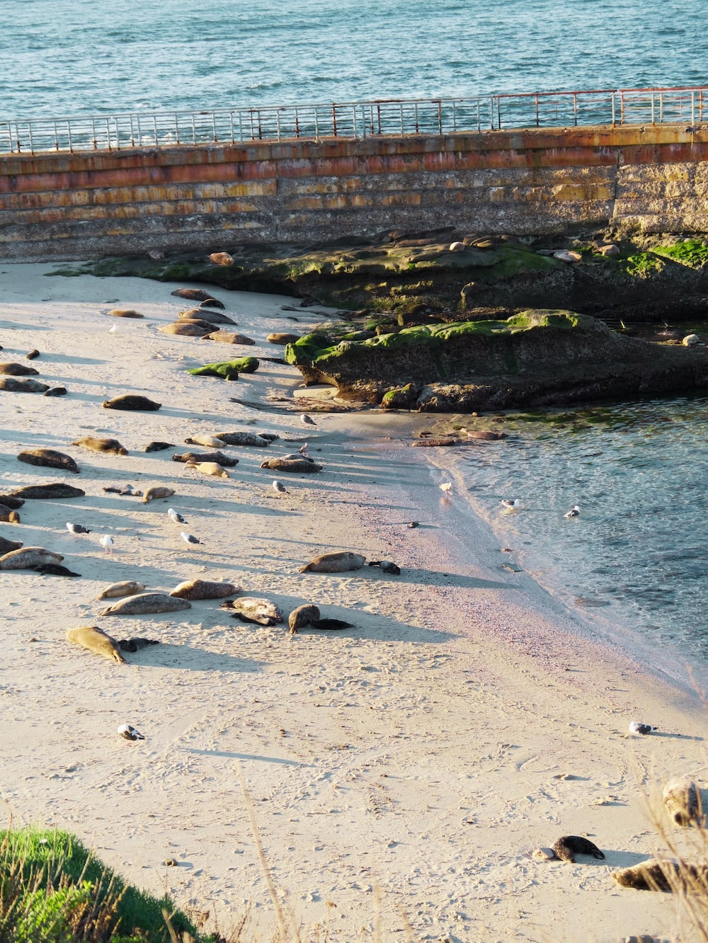 Group of Seals on Beach in La Jolla Cove
